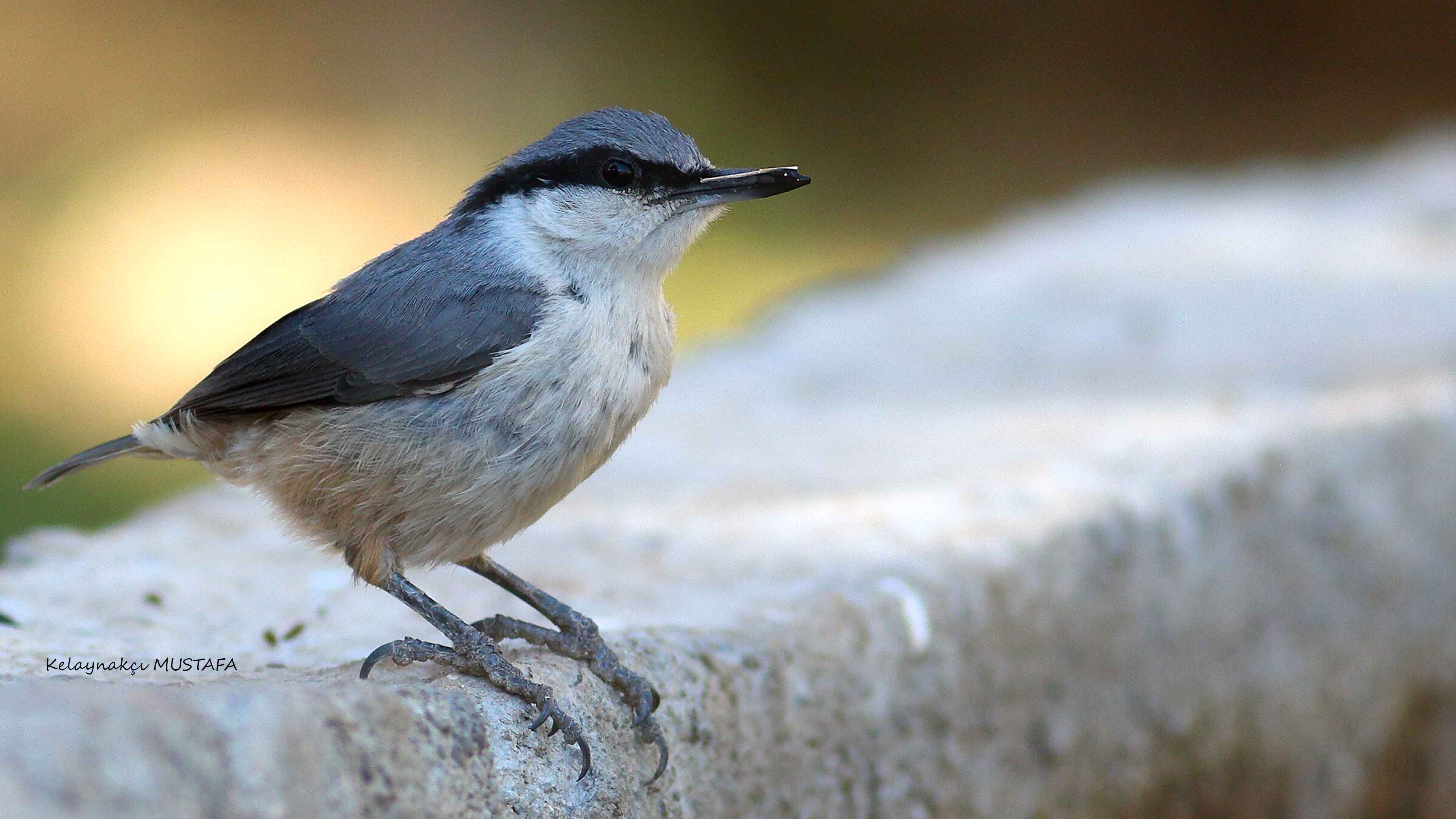 Western Rock Nuthatch